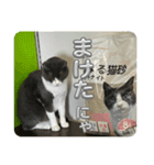 元野良猫クーの実用的スタンプ（個別スタンプ：24）