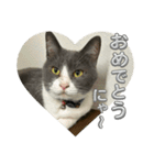 元野良猫クーの実用的スタンプ（個別スタンプ：26）