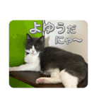 元野良猫クーの実用的スタンプ（個別スタンプ：27）
