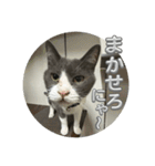 元野良猫クーの実用的スタンプ（個別スタンプ：28）