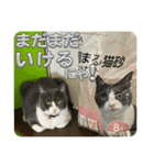 元野良猫クーの実用的スタンプ（個別スタンプ：29）