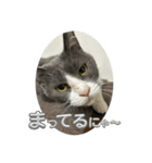 元野良猫クーの実用的スタンプ（個別スタンプ：30）