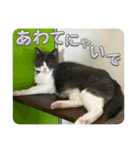元野良猫クーの実用的スタンプ（個別スタンプ：31）