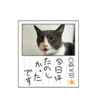 元野良猫クーの実用的スタンプ（個別スタンプ：34）