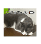 元野良猫クーの実用的スタンプ（個別スタンプ：35）