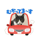 元野良猫クーの実用的スタンプ（個別スタンプ：36）