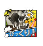 元野良猫クーの実用的スタンプ（個別スタンプ：37）