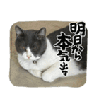 元野良猫クーの実用的スタンプ（個別スタンプ：38）