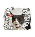 元野良猫クーの実用的スタンプ（個別スタンプ：39）