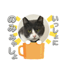 元野良猫クーの実用的スタンプ（個別スタンプ：40）