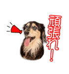 與田家のくりちゃん（個別スタンプ：5）