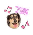 與田家のくりちゃん（個別スタンプ：6）