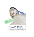 白猫もちの日常（個別スタンプ：1）