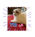 白猫もちの日常（個別スタンプ：2）