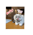 白猫もちの日常（個別スタンプ：3）