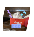 白猫もちの日常（個別スタンプ：4）