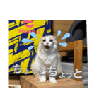 白猫もちの日常（個別スタンプ：6）
