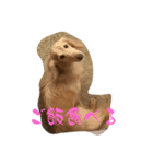 チロチャ（個別スタンプ：1）