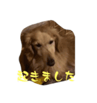 チロチャ（個別スタンプ：4）