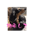 チロチャ（個別スタンプ：7）