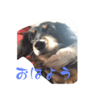 チロチャ（個別スタンプ：8）