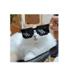 ねこねこにゃんこにゃんこ（個別スタンプ：1）
