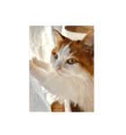 ねこねこにゃんこにゃんこ（個別スタンプ：2）