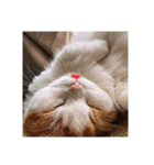 ねこねこにゃんこにゃんこ（個別スタンプ：3）