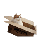 ねこねこにゃんこにゃんこ（個別スタンプ：4）