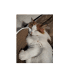 ねこねこにゃんこにゃんこ（個別スタンプ：6）