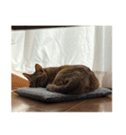 ねこねこにゃんこにゃんこ（個別スタンプ：8）