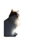 ねこねこにゃんこにゃんこ（個別スタンプ：10）