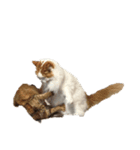 ねこねこにゃんこにゃんこ（個別スタンプ：12）