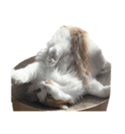 ねこねこにゃんこにゃんこ（個別スタンプ：14）