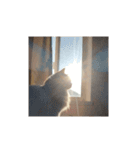 ねこねこにゃんこにゃんこ（個別スタンプ：16）