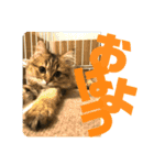 ペルシャ猫のむぎちゃ（個別スタンプ：1）