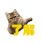 ペルシャ猫のむぎちゃ（個別スタンプ：2）