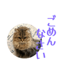 ペルシャ猫のむぎちゃ（個別スタンプ：3）