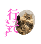 ペルシャ猫のむぎちゃ（個別スタンプ：4）