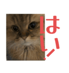 ペルシャ猫のむぎちゃ（個別スタンプ：6）
