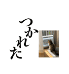 ペルシャ猫のむぎちゃ（個別スタンプ：7）