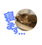 ペルシャ猫のむぎちゃ（個別スタンプ：8）