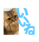 ペルシャ猫のむぎちゃ（個別スタンプ：9）