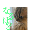 ペルシャ猫のむぎちゃ（個別スタンプ：10）