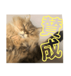 ペルシャ猫のむぎちゃ（個別スタンプ：11）