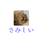 ペルシャ猫のむぎちゃ（個別スタンプ：12）