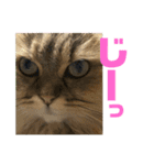 ペルシャ猫のむぎちゃ（個別スタンプ：13）