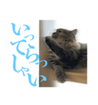 ペルシャ猫のむぎちゃ（個別スタンプ：14）