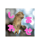 ペルシャ猫のむぎちゃ（個別スタンプ：15）