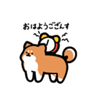 いつでも使える柴犬（赤柴）（個別スタンプ：1）